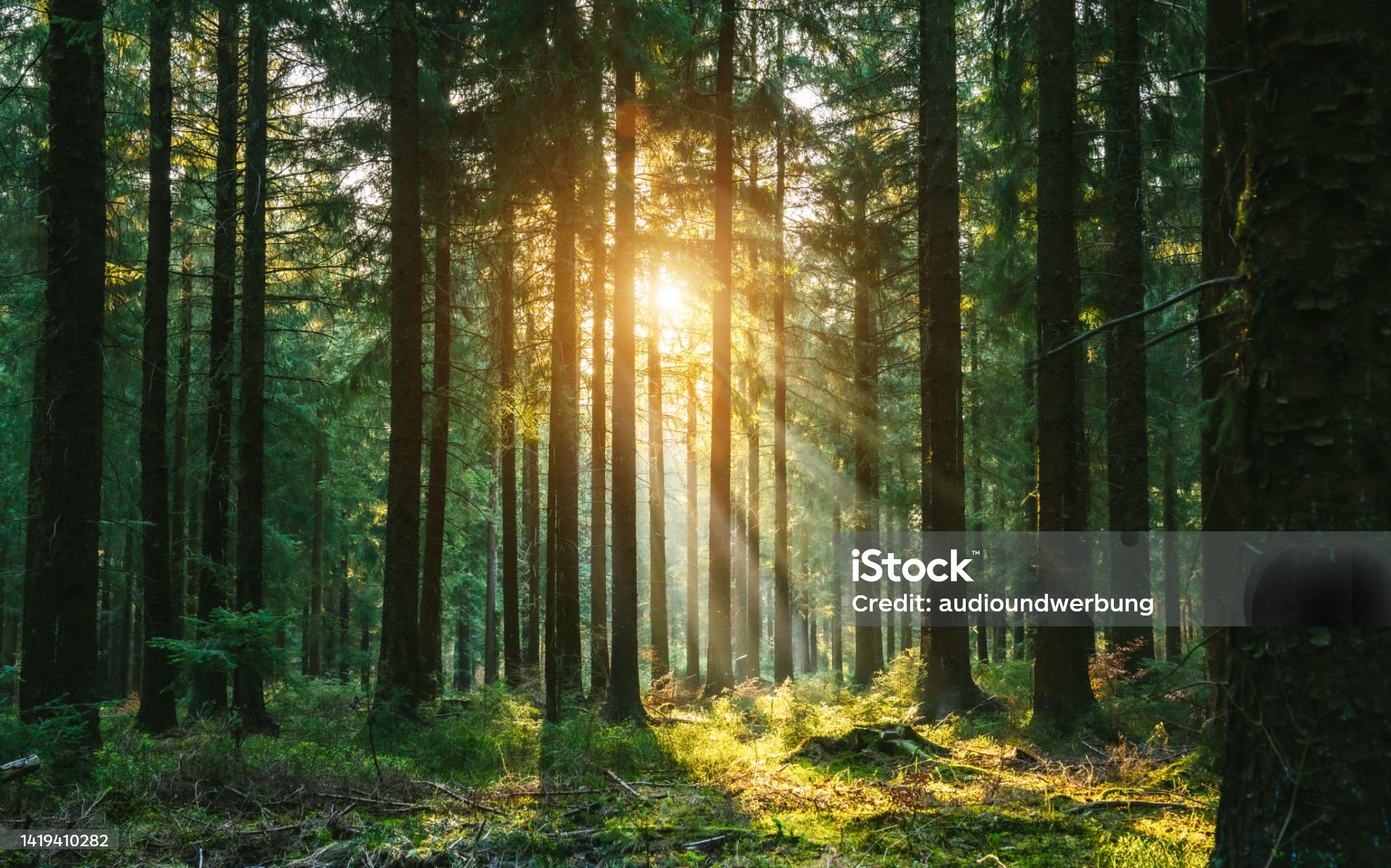 Profile picture for user Marlincita