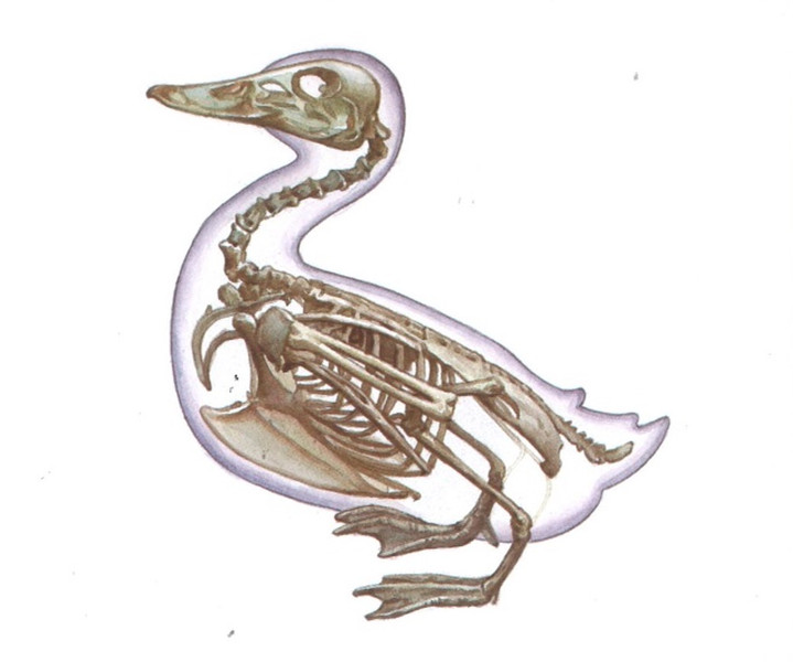 Profile picture for user Krookai