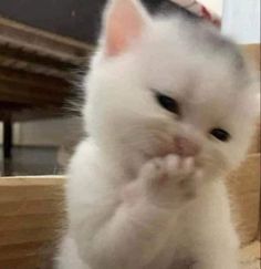 Profile picture for user aanidamanoromsutjarit