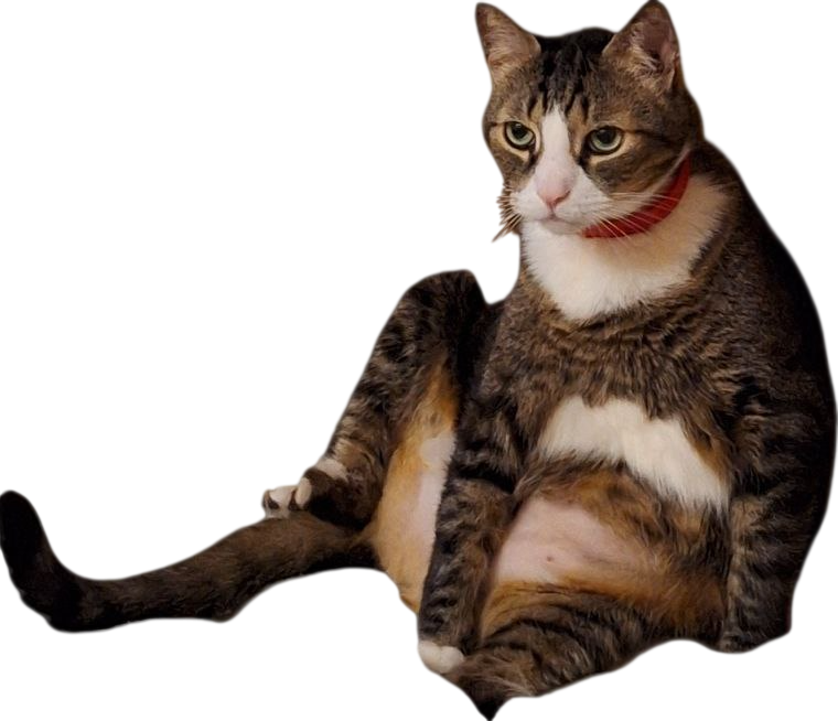 Profile picture for user tomvalenski