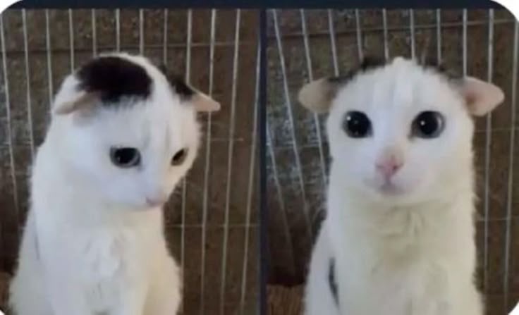 Profile picture for user juju1