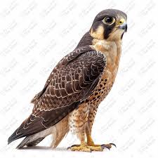 Profile picture for user huzeyfealbasti