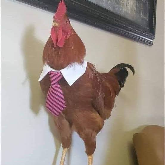 Profile picture for user alfinanda