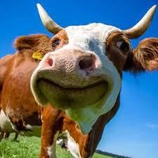 Profile picture for user uynnguyn2