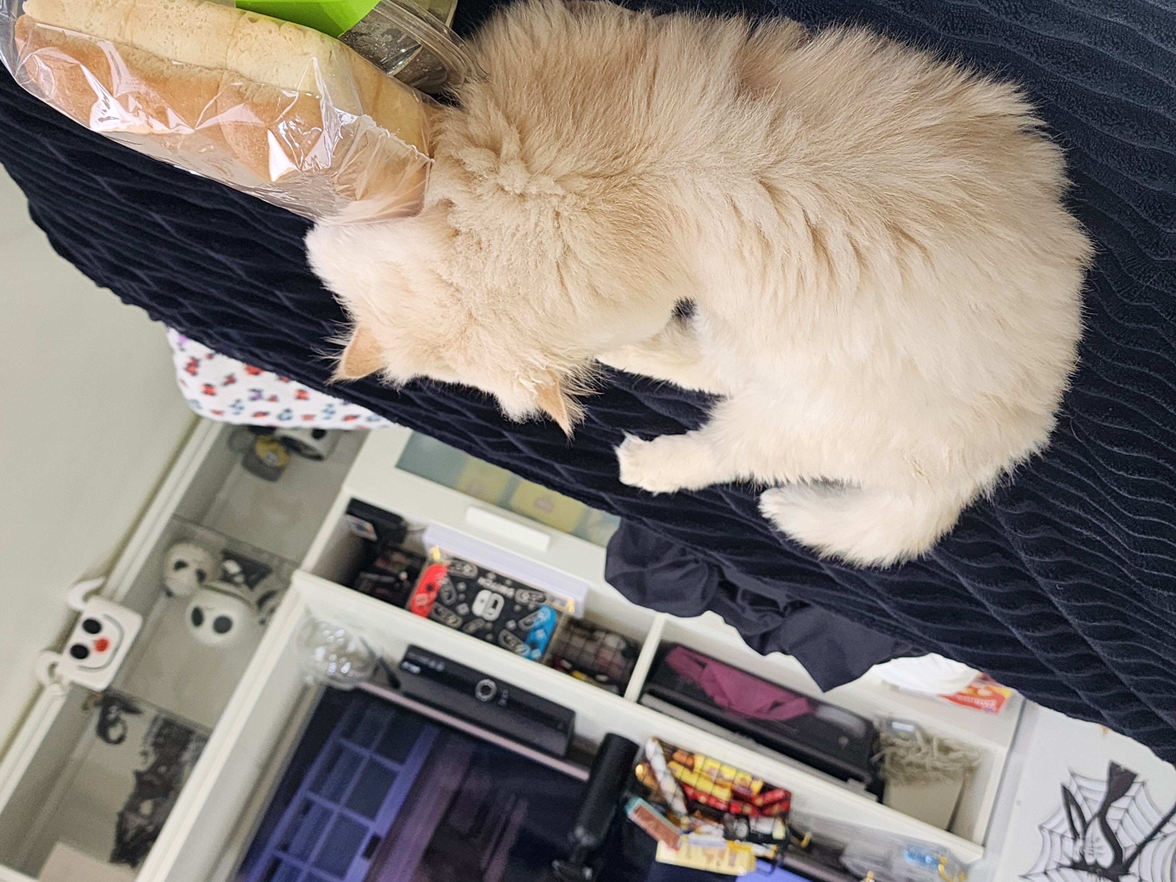 Profile picture for user royahmad