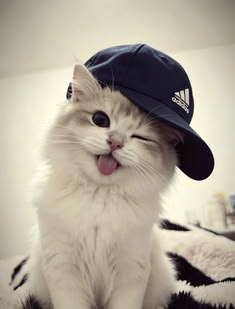 Profile picture for user Shahirah