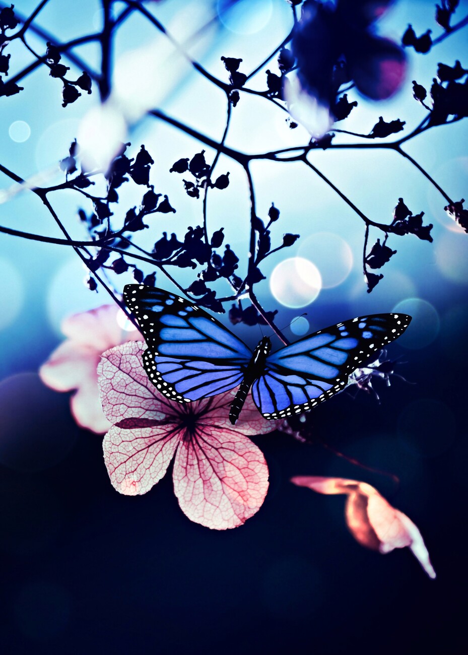 Profile picture for user sarahibrahim1