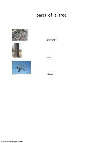 parts of a tree