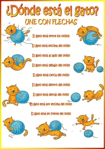 ¿Dónde está el gato?