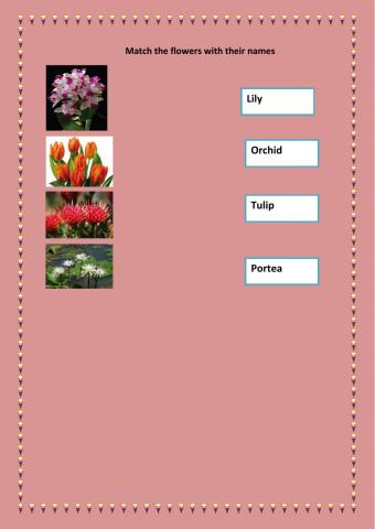 match the flowers with their names