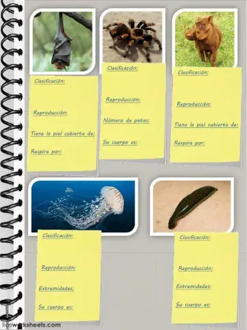 Clasificación de animales