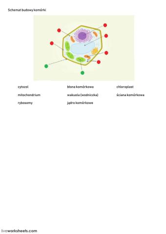 Schemat budowy komórki roślinnej