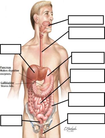 Basic Digestive System