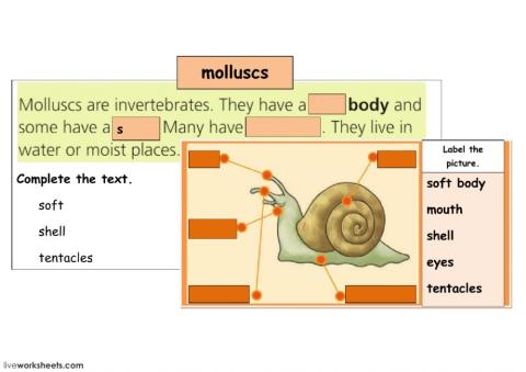 molluscs