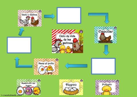 El ciclo de vida de la gallina