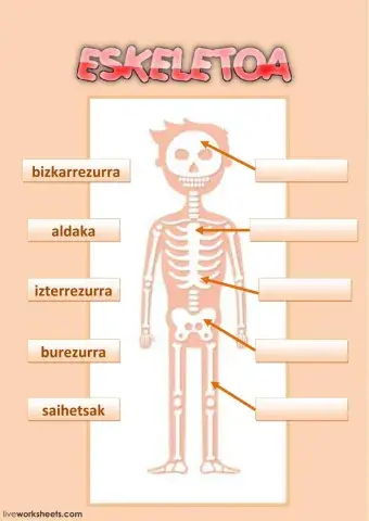 eskeletoa