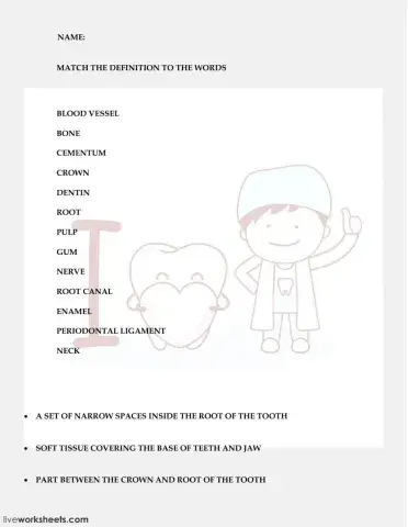 TOOTH ANATOMY 2 (PRONUNCIATION)