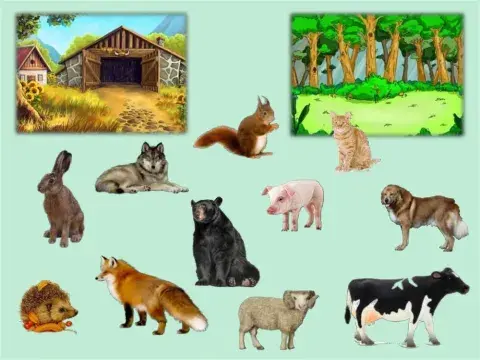Animals