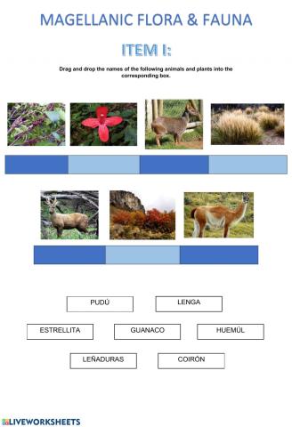 Magellanic flora & fauna