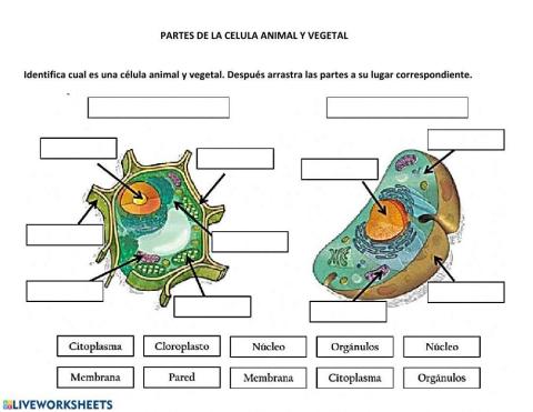 partes de la celula animal y vegetal