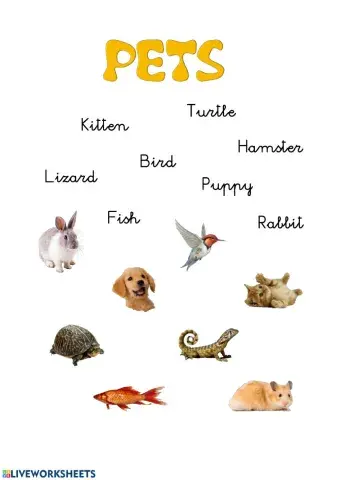 Pets