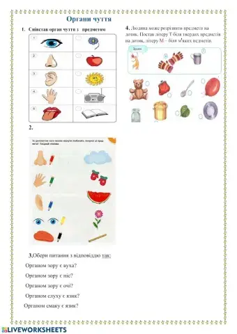 Органи чуття