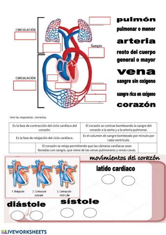 Circulatorio 1
