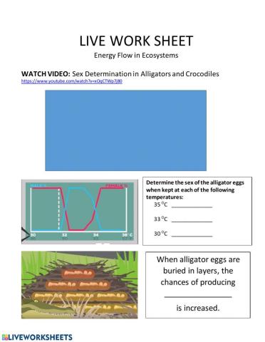 Live Work Sheet: Energy Flow in Ecosystems