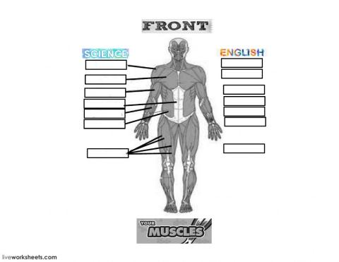 Basic muscles (Front)