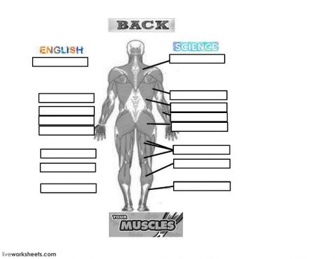 Basic muscles (Back)