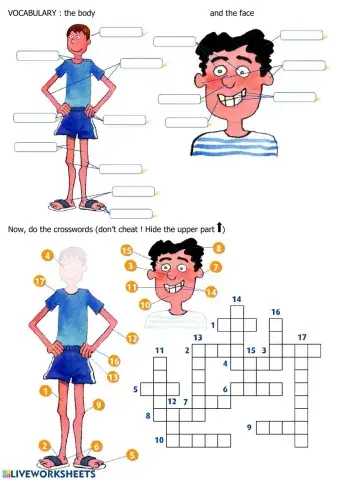 The Body and the face: vocabulary