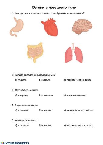 Органи в човешкото тяло