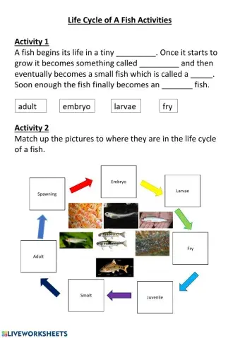 Fish Life Cycle