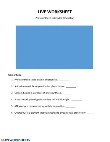 Live Work Sheet: Photosynthesis vs Cellular Respiration