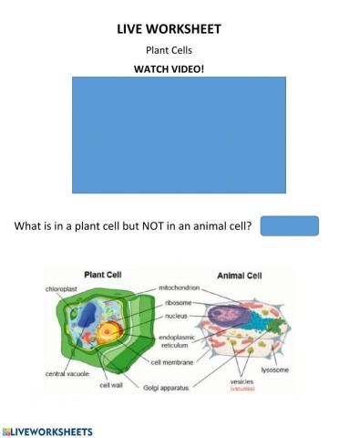 Live Work Sheet- Plant Cell