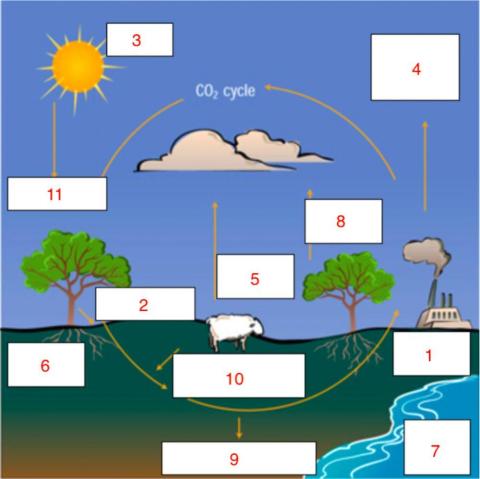 Carbon Cycle Practice