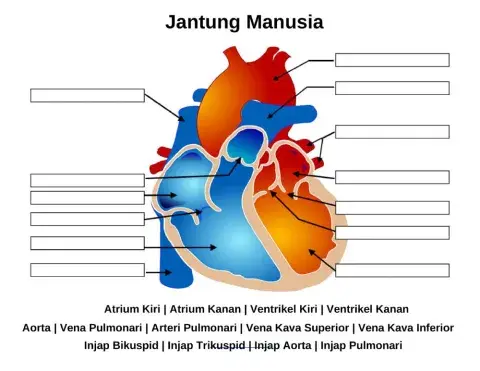 Jantung Manusia