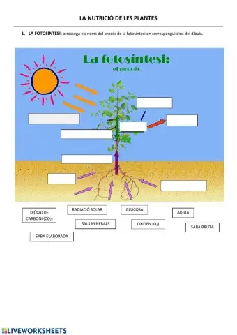 La nutrició de les plantes