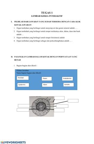 LK Struktur Tumbuhan