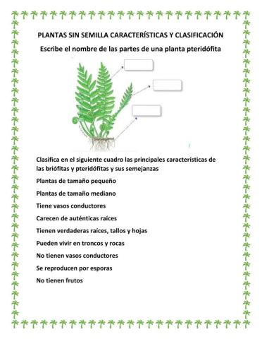 Plantas sin semilla, clasificación