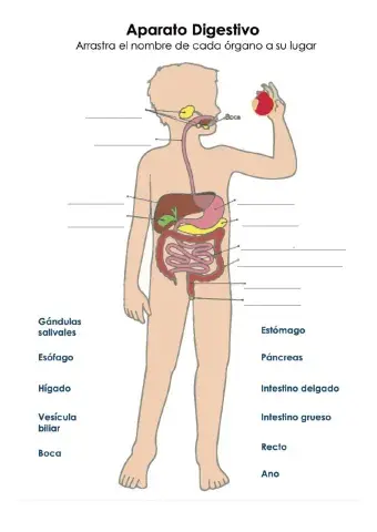Aparato Digestivo y Proceso de nutrición