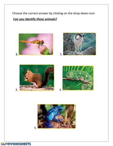 Identify the animals
