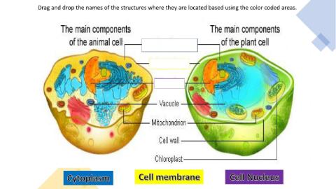 Animal and Plant Cell Similarities