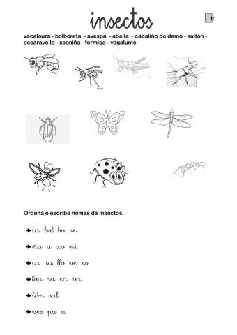 Os insectos