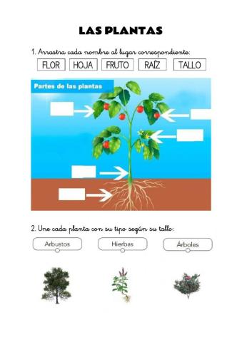 Partes, tipos de plantas y ciclo de vida