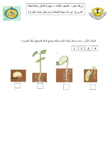 مراحل انبات النبات