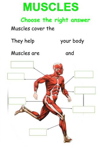 Muscles