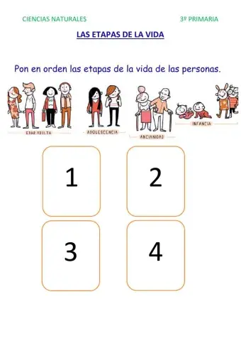 Etapas de la vida