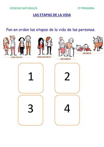 Etapas de la vida