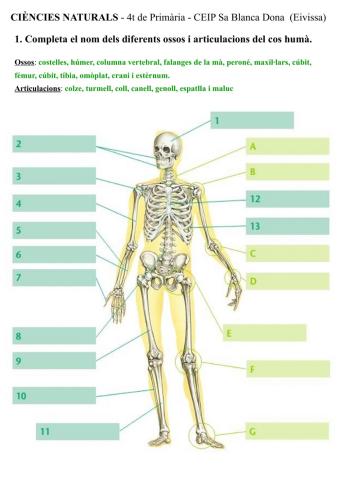 Ossos i articulacions del cos humà